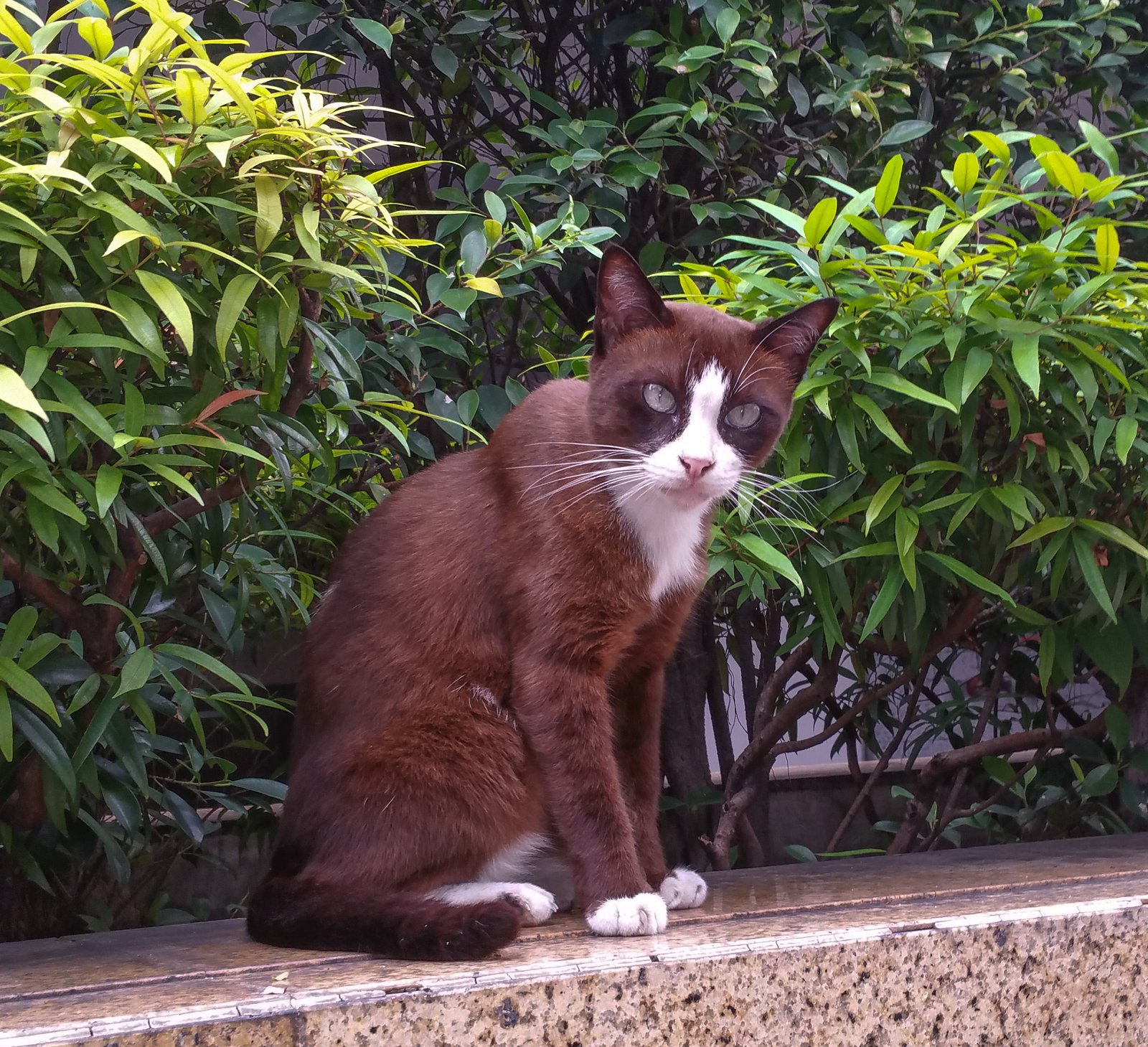 The Lost Elegance of the Siamese Royal Cat (image credits: wikimedia)