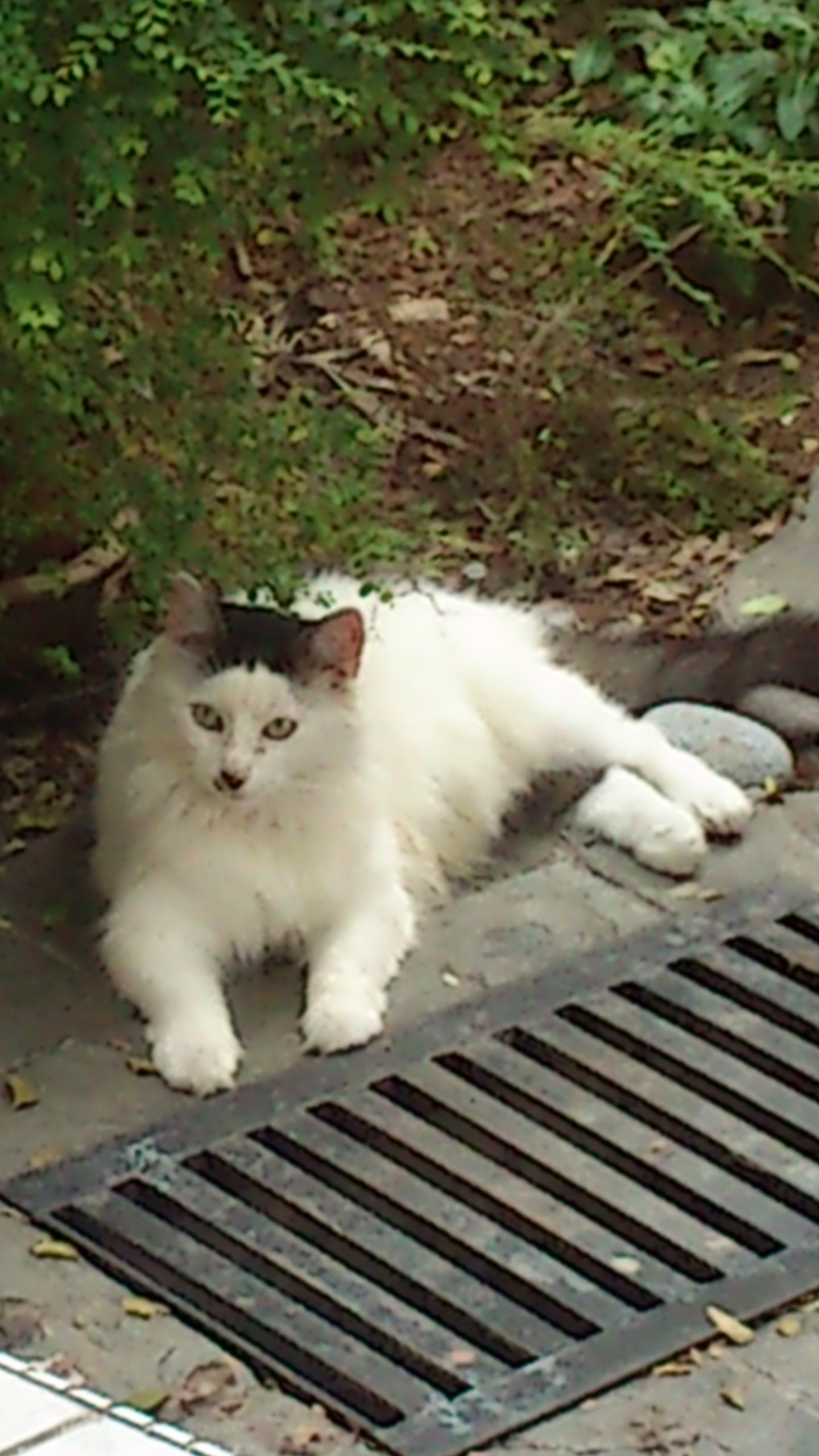 The Forgotten Breed of the Norwegian Skogkatt's Ancestor (image credits: wikimedia)