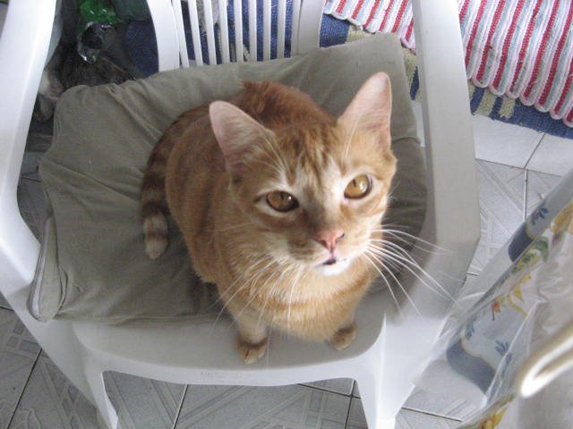 The Disappearance of the Brazilian Shorthair's Wild Cousin (image credits: wikimedia)