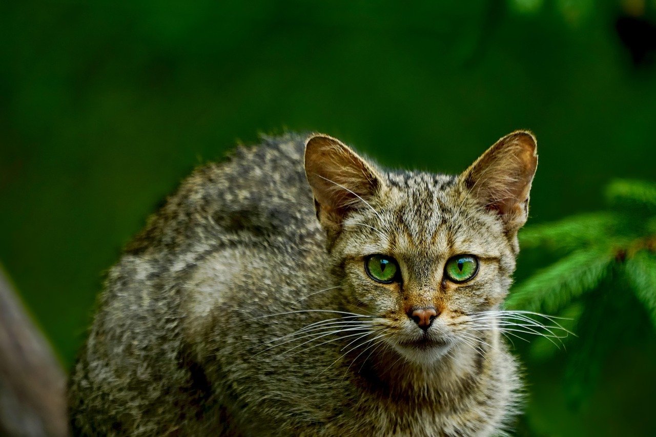 The Near Extinction of the Scottish Wildcat Hybrid (image credits: pixabay)