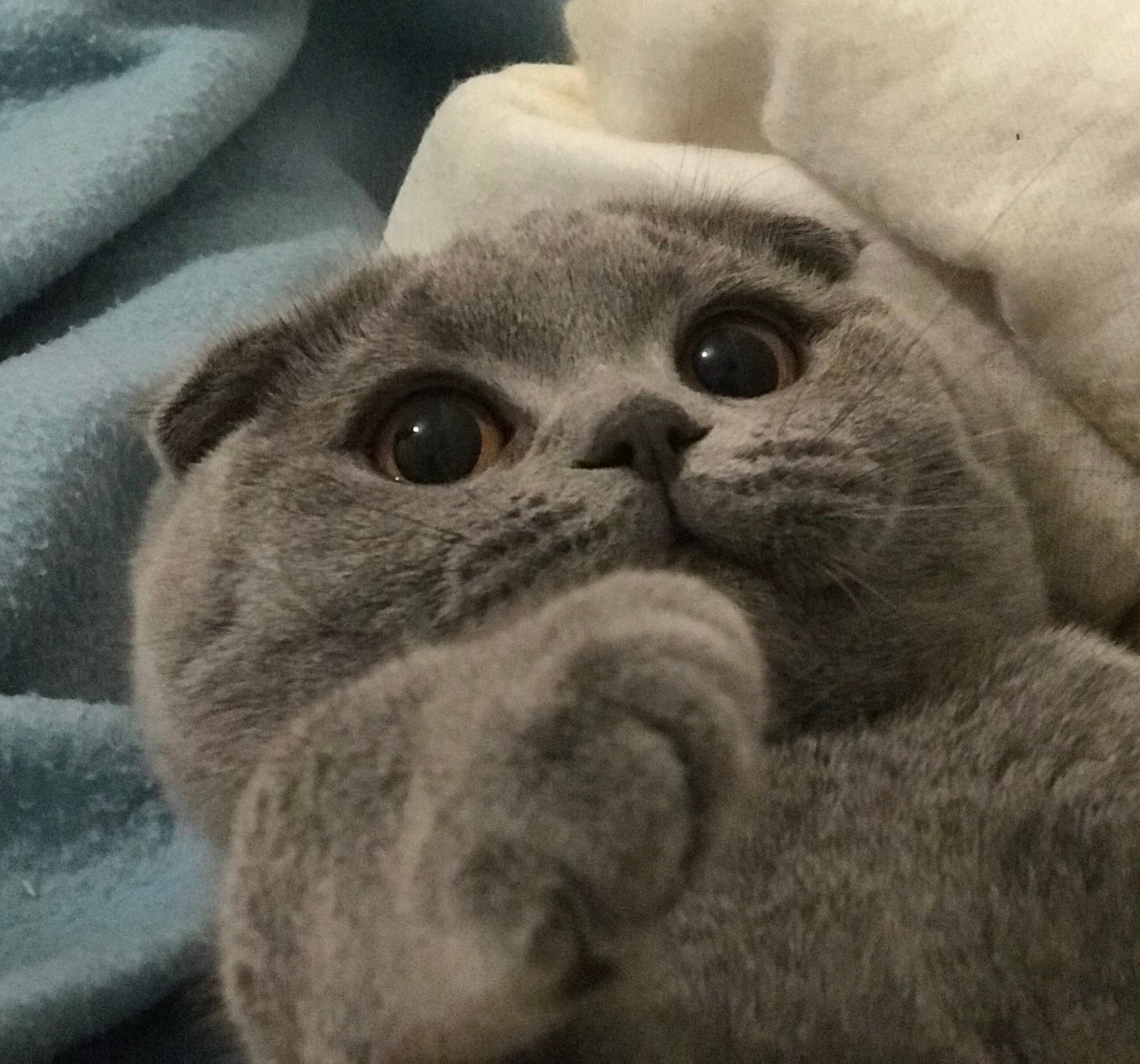 8. The Sociable Scottish Fold (image credits: wikimedia)