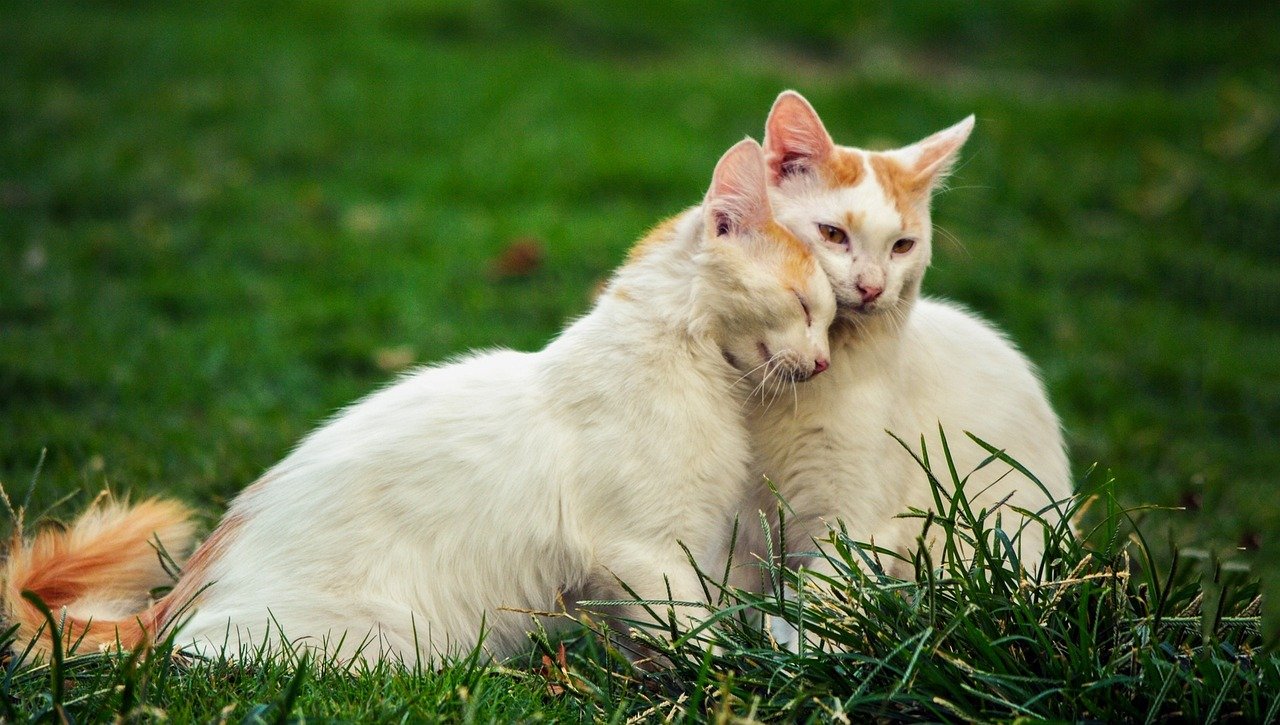 Provide a Safe and Comfortable Environment (image credits: pixabay)