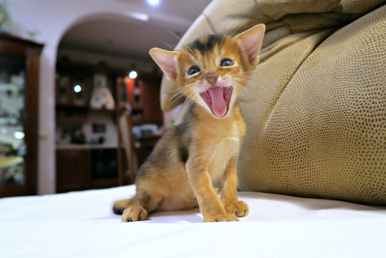 6. Abyssinian: The Independent Thinker (image credits: pixabay)
