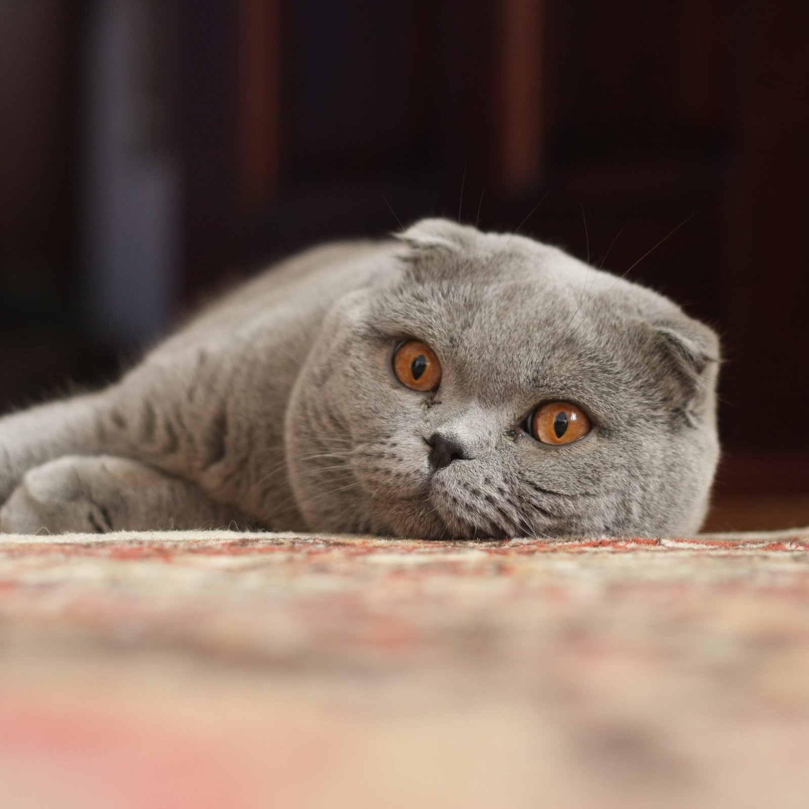 7. Scottish Fold: The Reserved Companion (image credits: wikimedia)