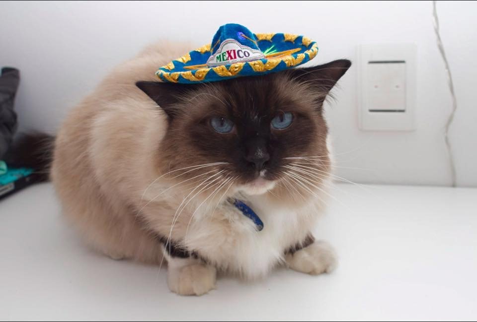 12. Ragdoll: The Affectionate Giant (image credits: wikimedia)