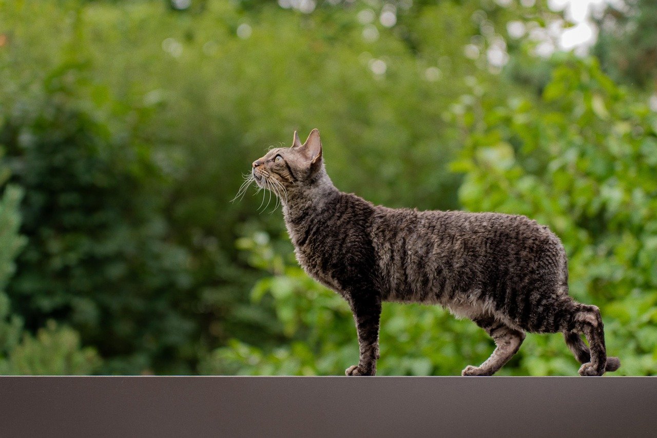 20. Cornish Rex: The Affectionate Acrobat (image credits: pixabay)