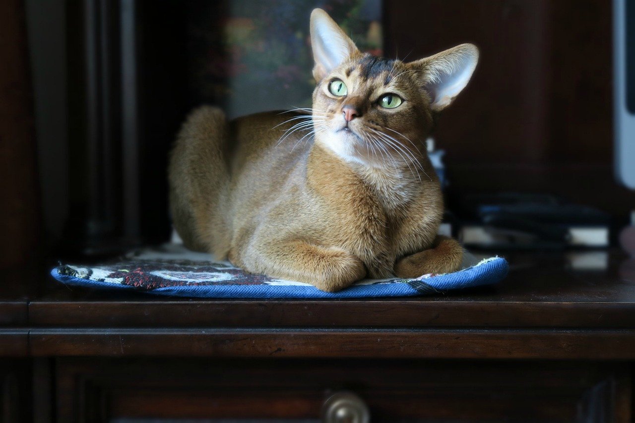 11. Abyssinian (image credits: pixabay)