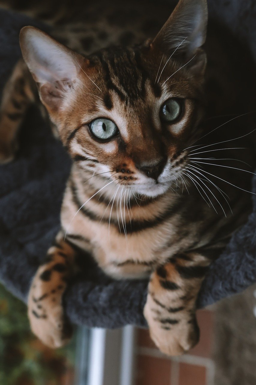 Bengal: The Wild Child with a Tame Heart (image credits: pixabay)