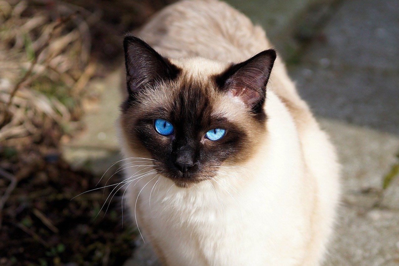 4. Siamese: The Vocal Comforter (image credits: pixabay)