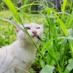 Behavioral Issues in Cats