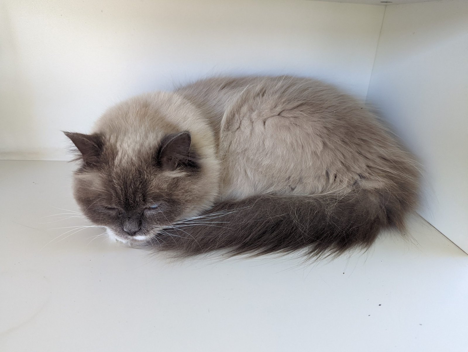 Ragdoll: The Laid-Back Beauty (image credits: wikimedia)