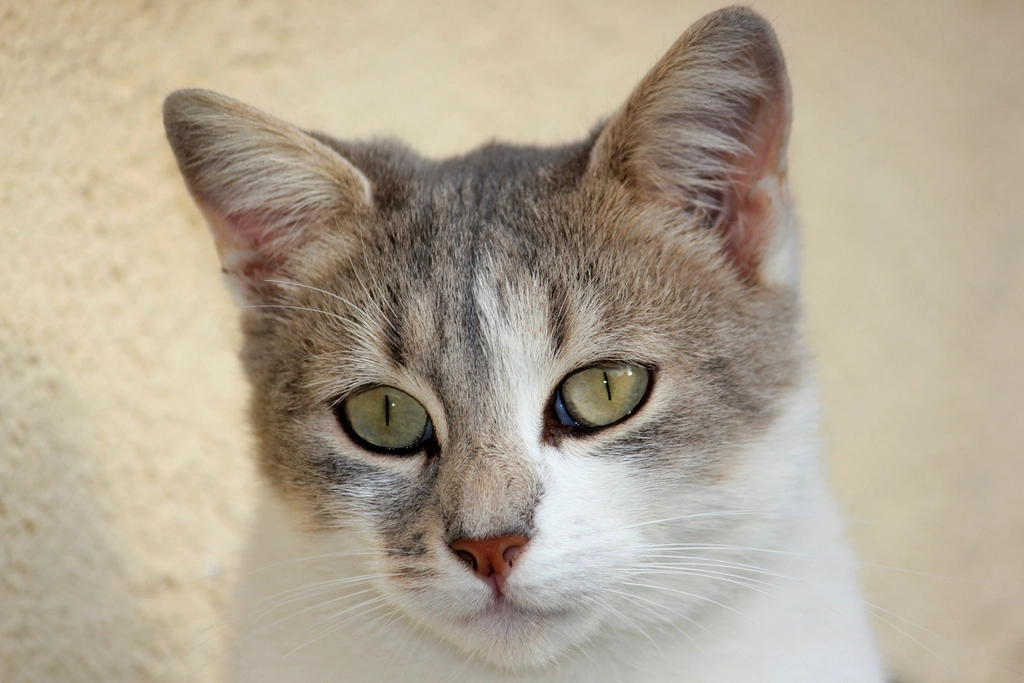 Abyssinian: The Energetic Explorer (image credits: rawpixel)