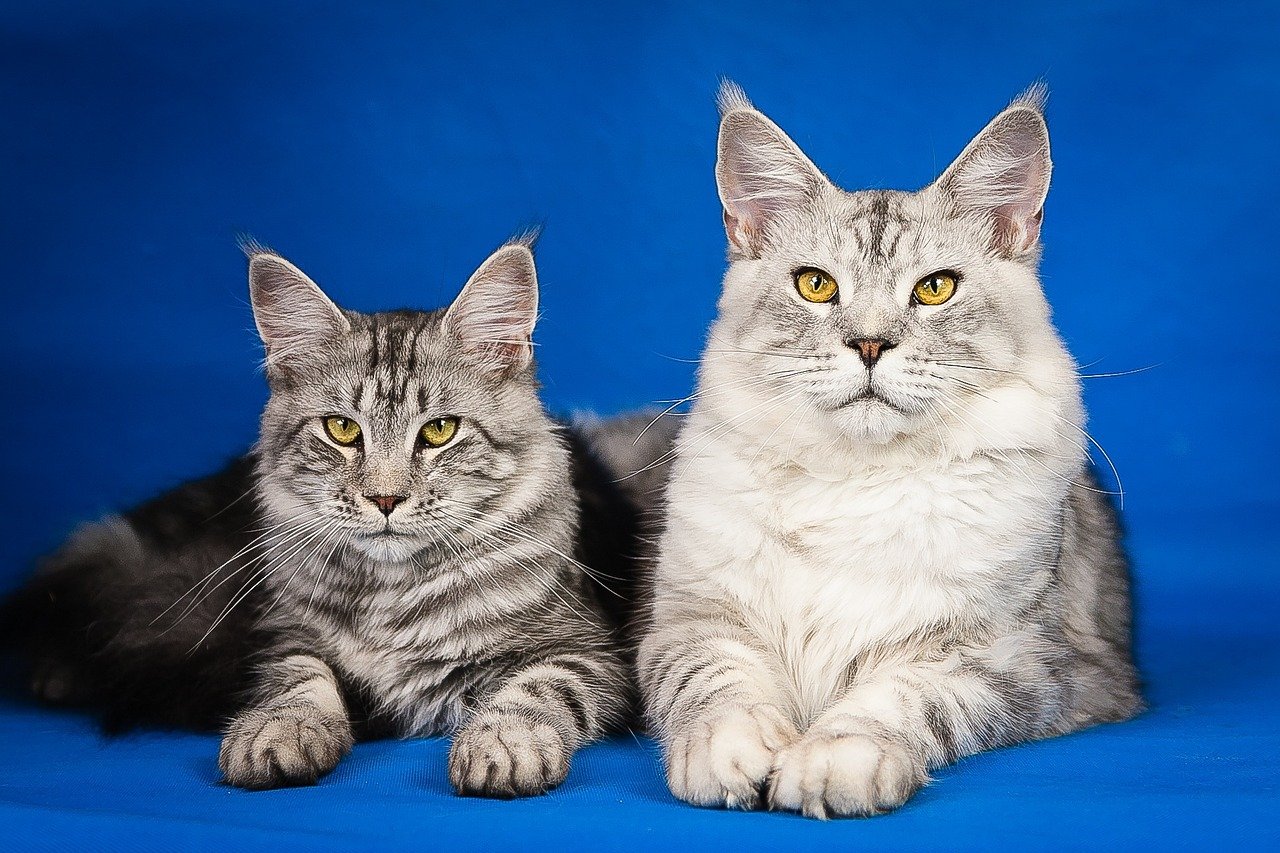 6. Maine Coon: Gentle Giants with a Streak of Independence (image credits: pixabay)