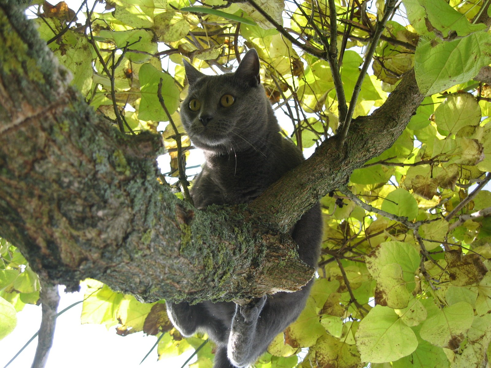 15. Chartreux: Quiet and Easygoing (image credits: wikimedia)