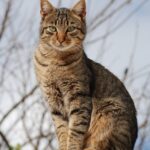 Beautiful Cat Breeds