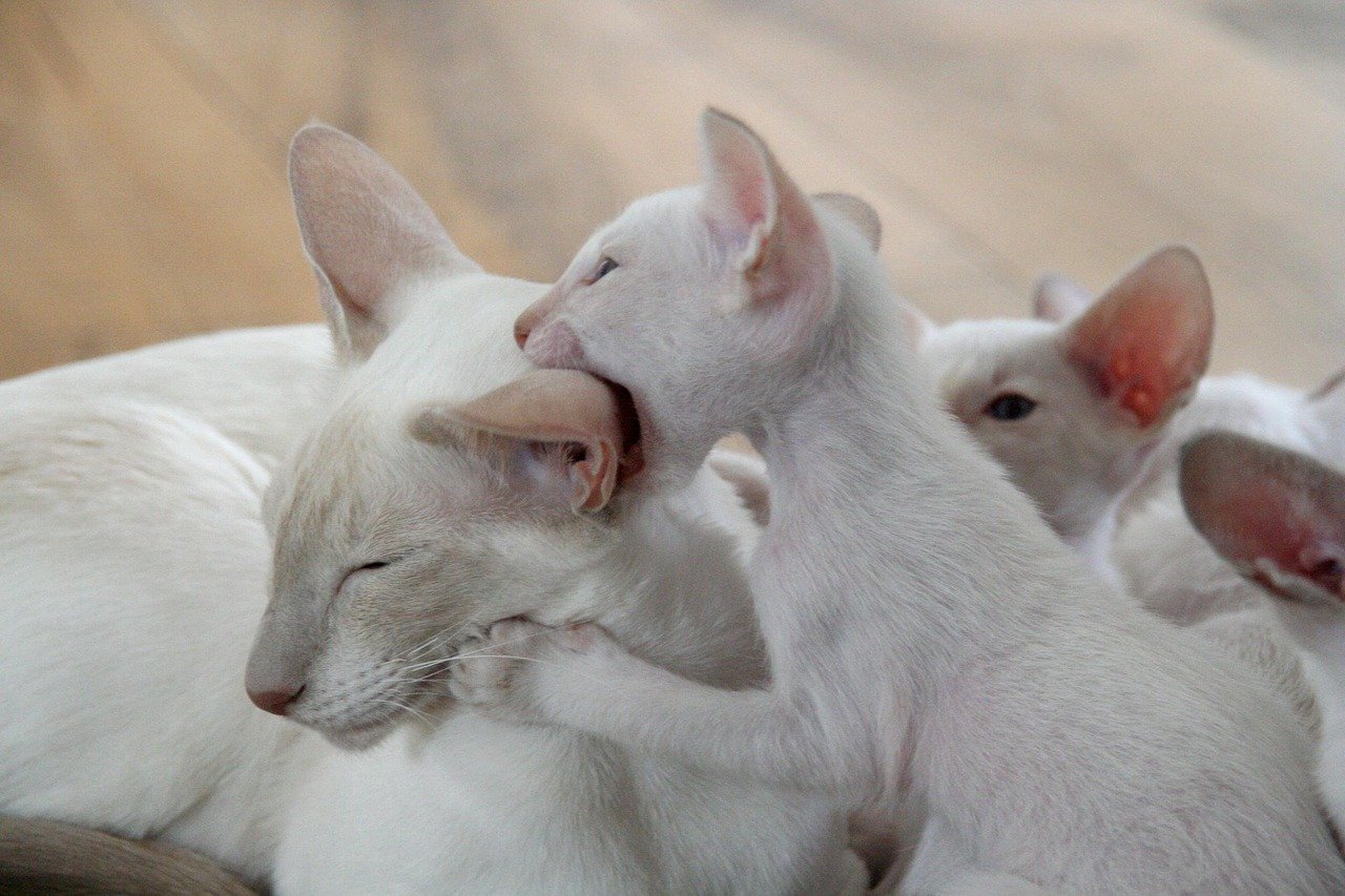 Gentle Nibbling: Love Bites (image credits: pixabay)