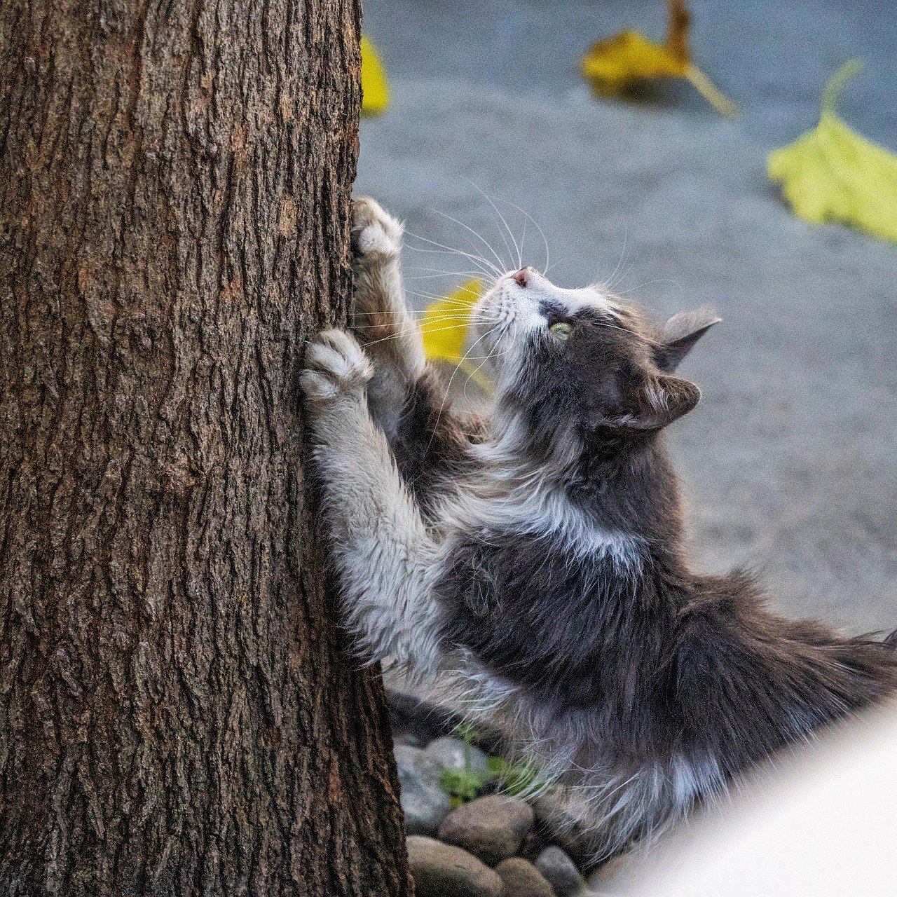 9. Excessive Scratching (image credits: pixabay)