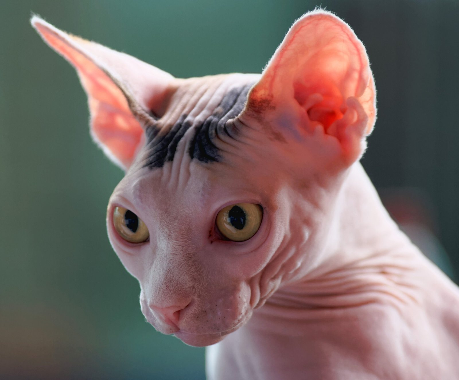 Sphynx: The Hairless Cuddle Bug (image credits: wikimedia)