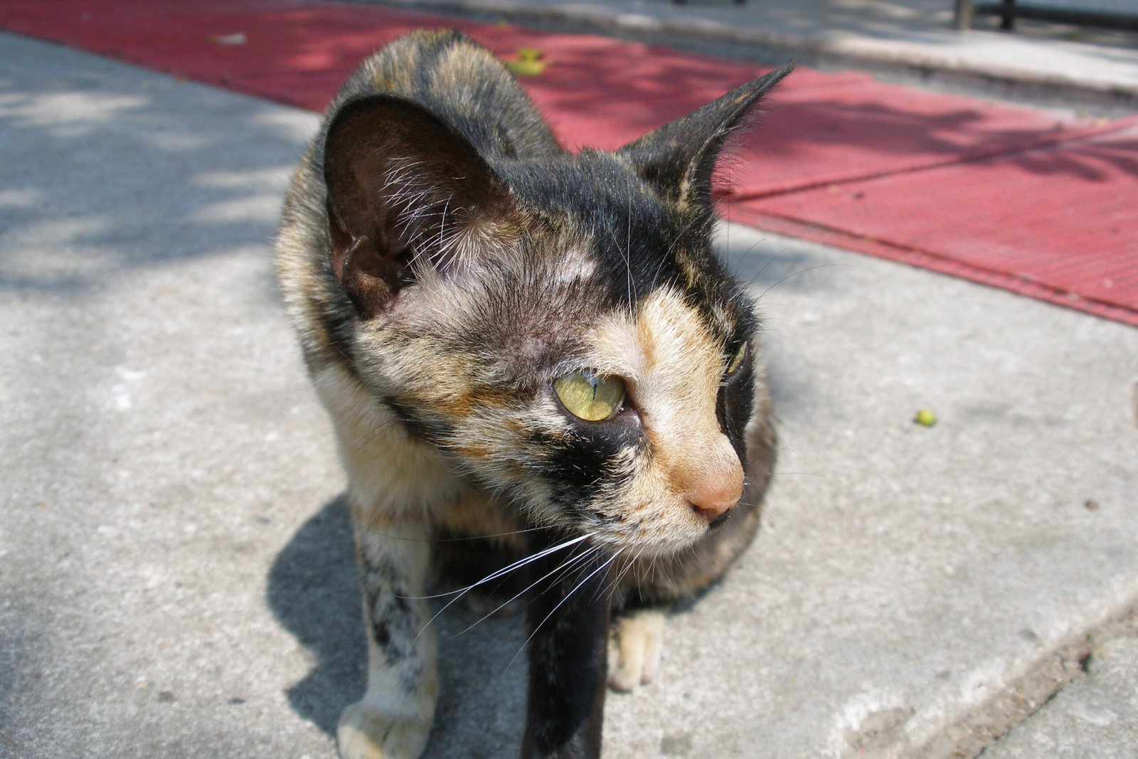 6. Siamese: The Chatty Companion (image credits: wikimedia)