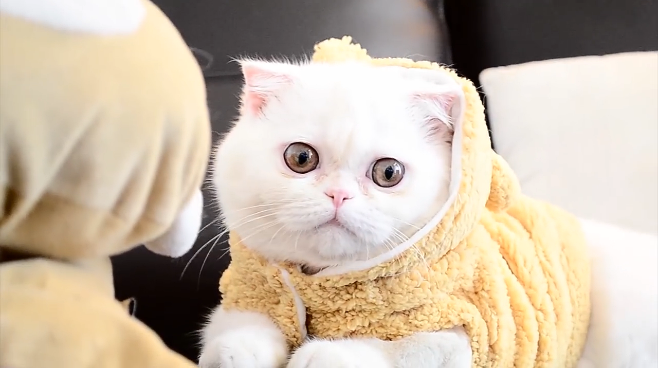 10. Exotic Shorthair: The Easygoing Friend (image credits: pixabay)