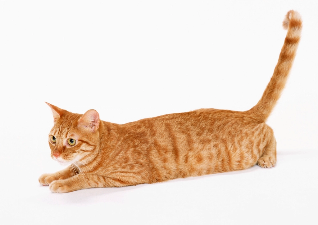 Tail Wrapped Around Another Cat or You: Affection (image credits: rawpixel)