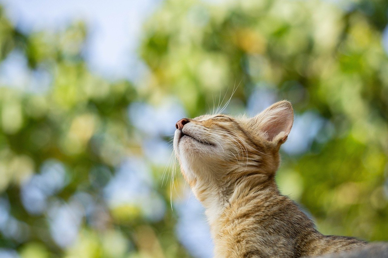 5. Gentle Touch and Petting (image credits: pixabay)