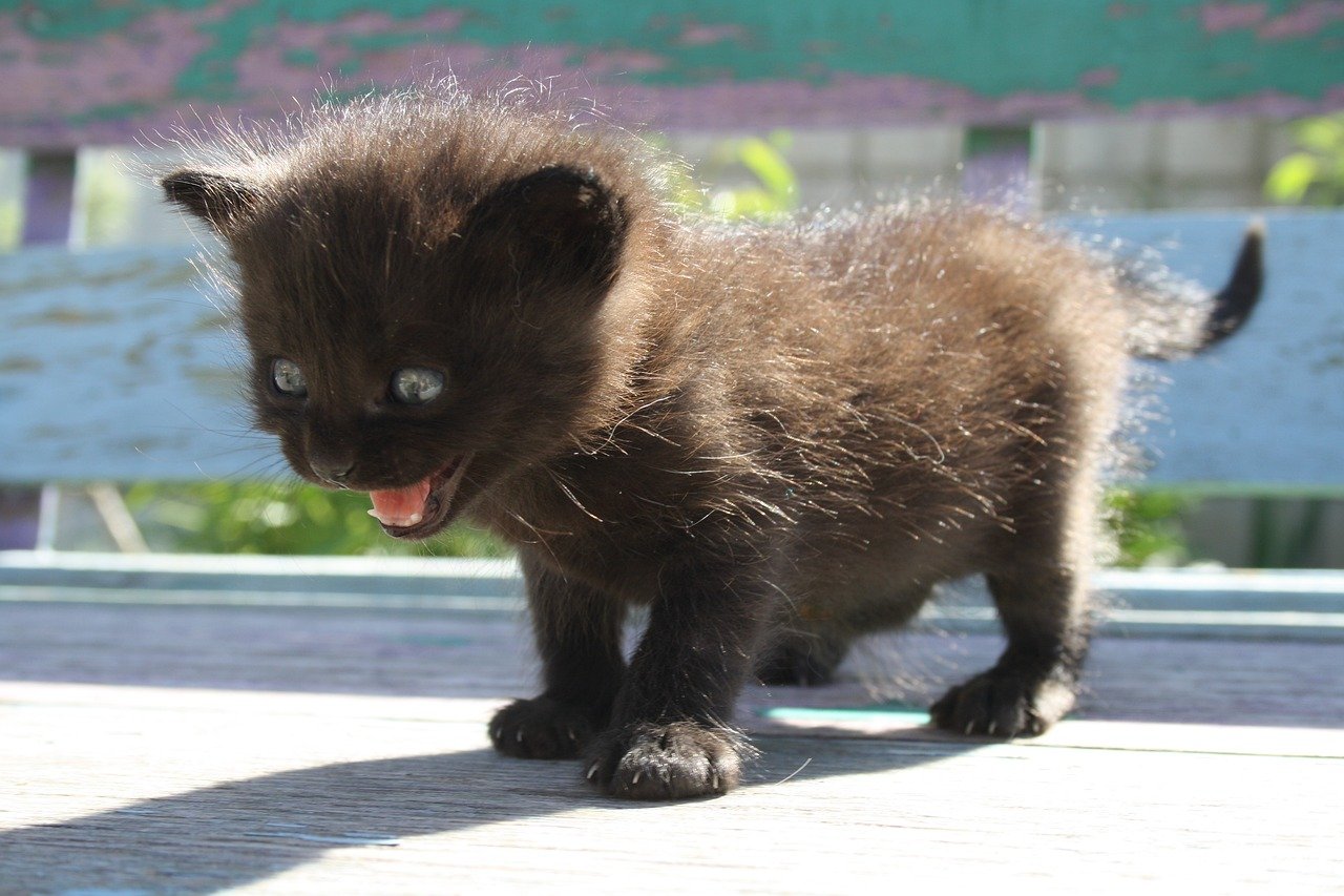 3. Loud Noises and Sudden Movements (image credits: pixabay)