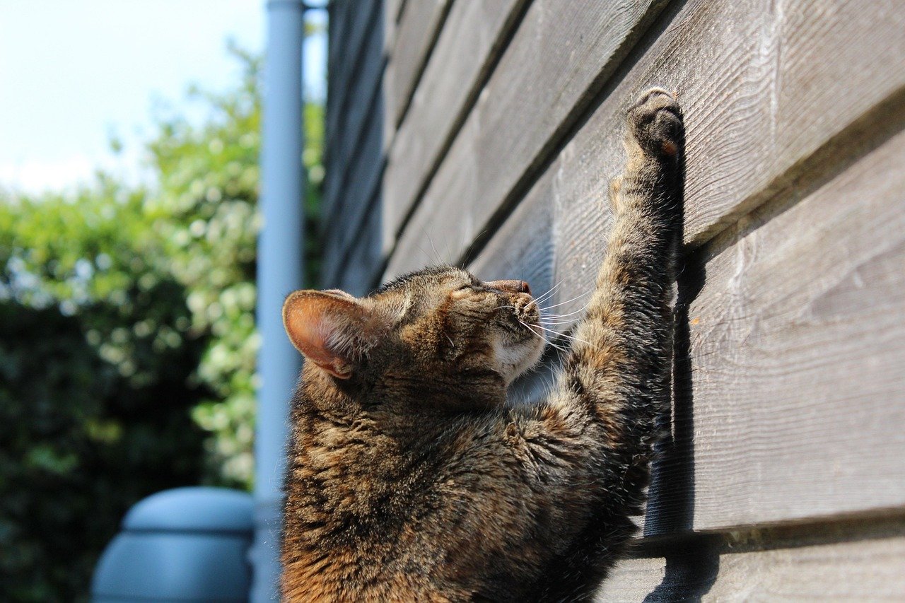 Scratching Posts (image credits: pixabay)