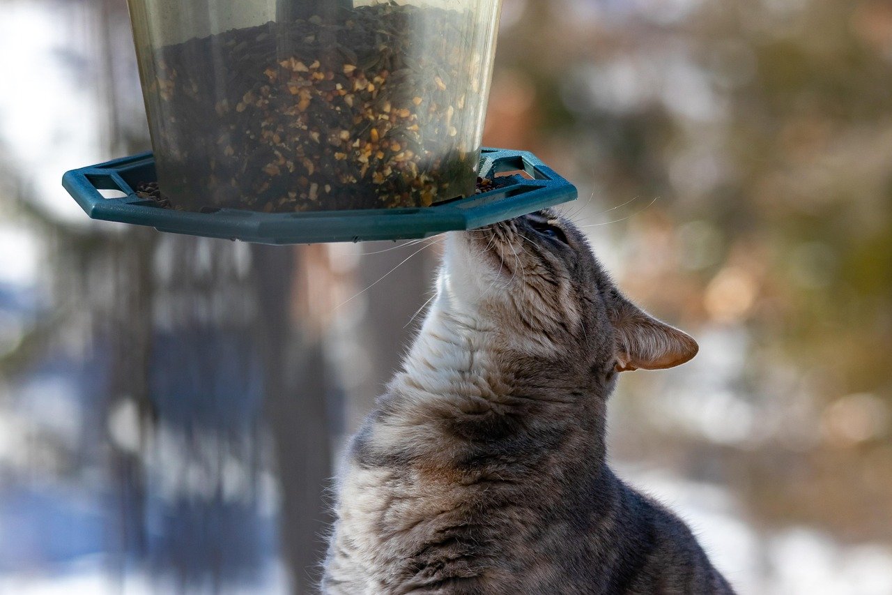 Interactive Feeders (image credits: pixabay)