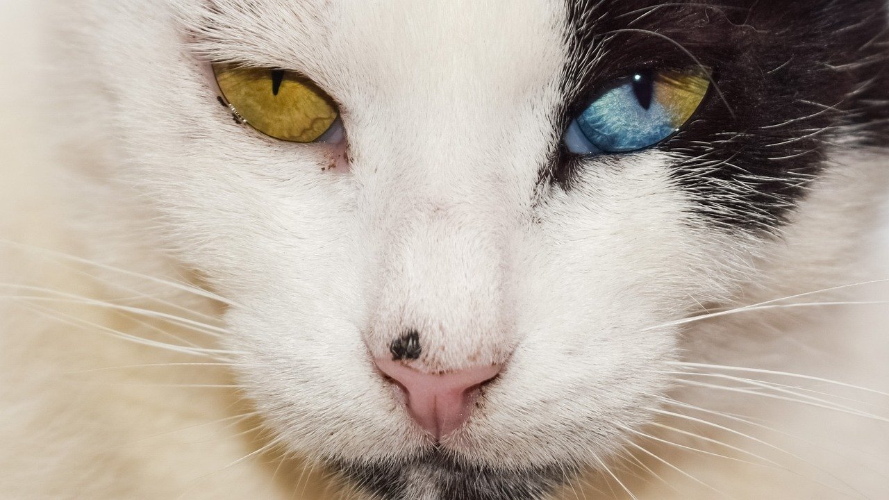 8. Recognizing Their Individuality (image credits: pixabay)