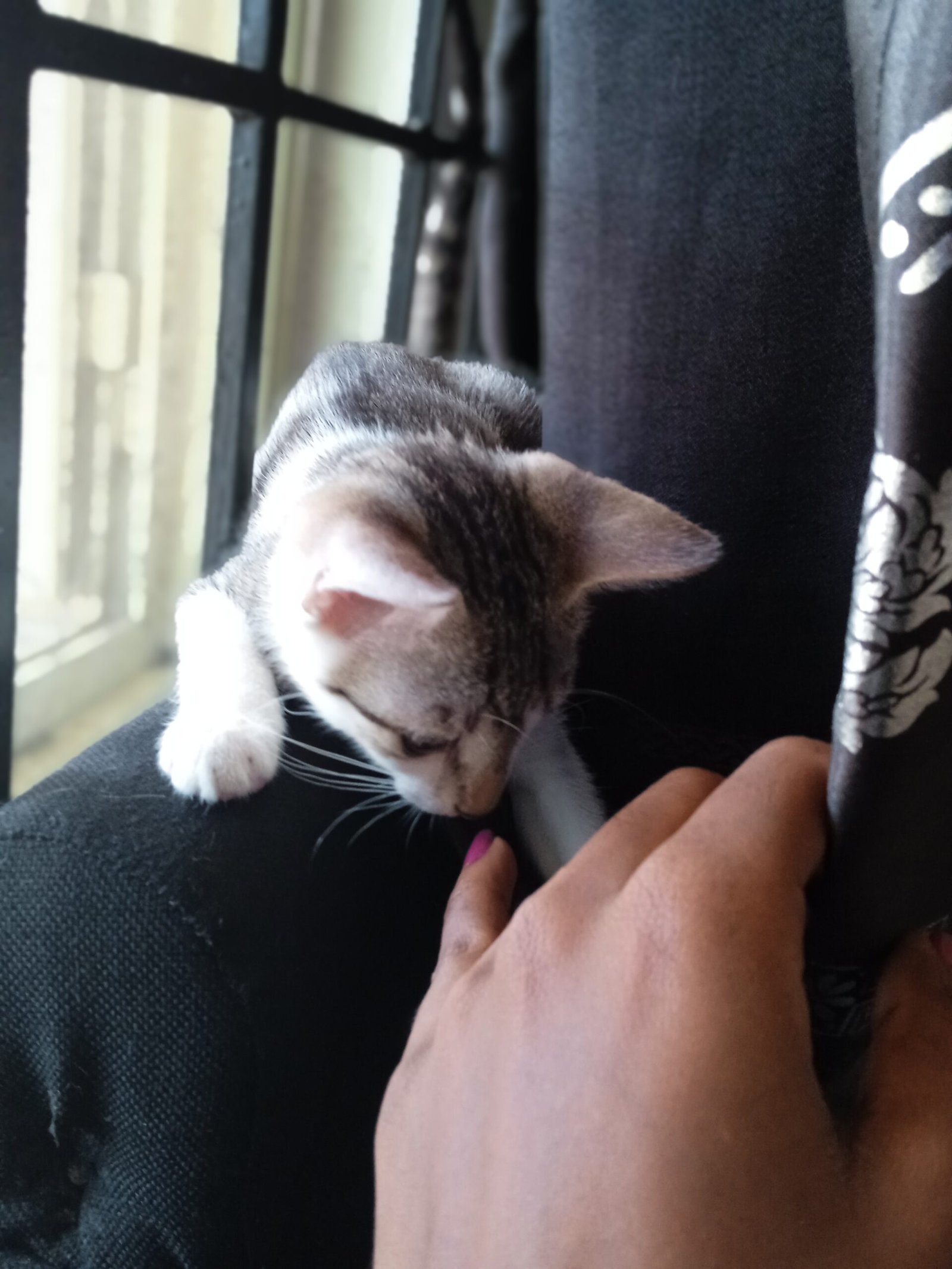 Common Health Issues in Cats (image credits: wikimedia)
