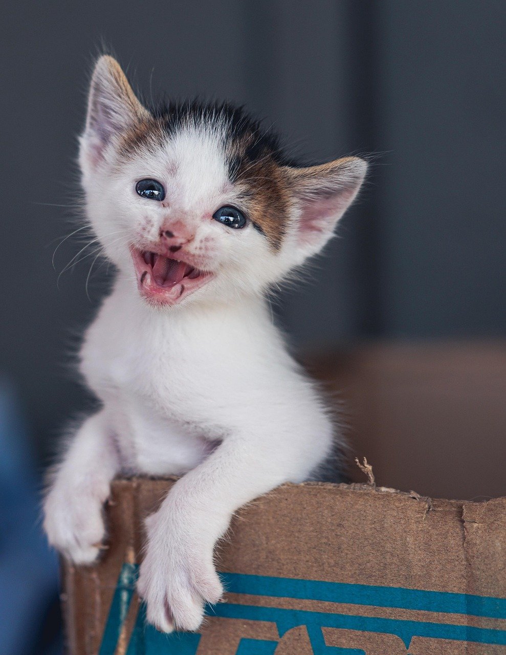 Decoding the Cat's Meow (image credits: pixabay)