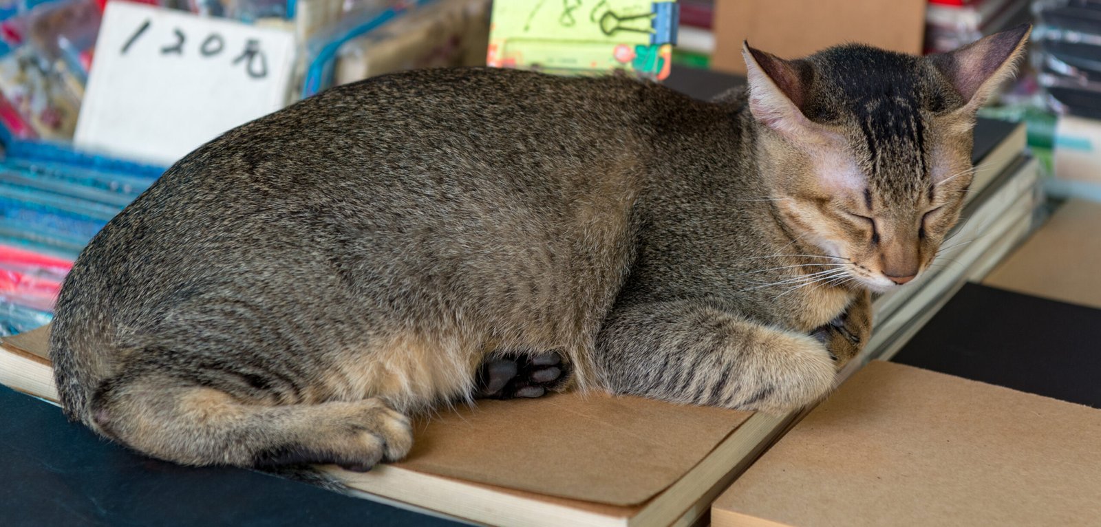 The Enigma of Cat Naps (image credits: wikimedia)