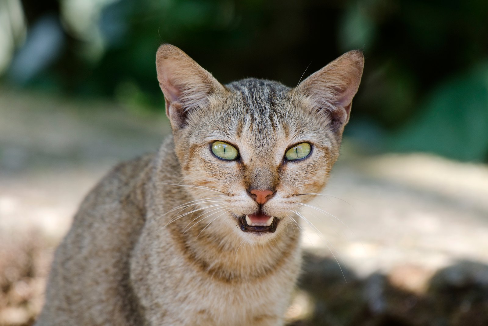 Understanding Their Vocalizations (image credits: wikimedia)