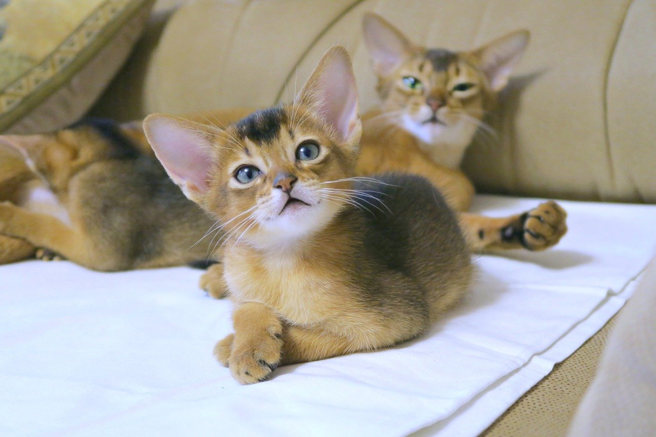 Abyssinian: The Curious Explorer (image credits: pixabay)