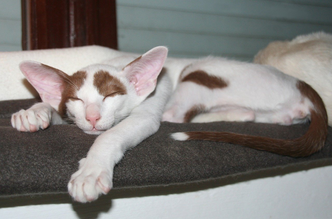 Oriental Shorthair: The Talkative Friend (image credits: pixabay)