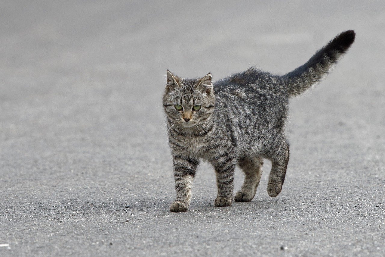 Burmese: The People-Oriented Feline (image credits: pixabay)