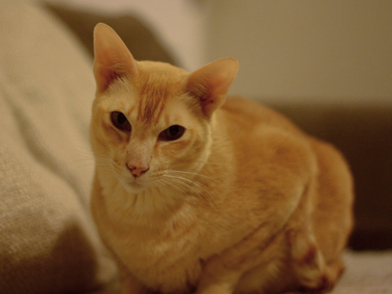 Tonkinese: The Social Butterfly (image credits: wikimedia)