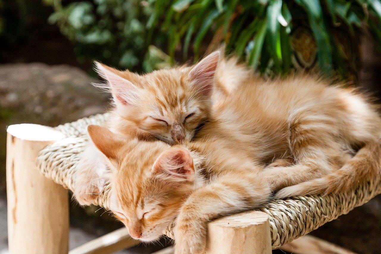 The Face Plant (image credits: pixabay)