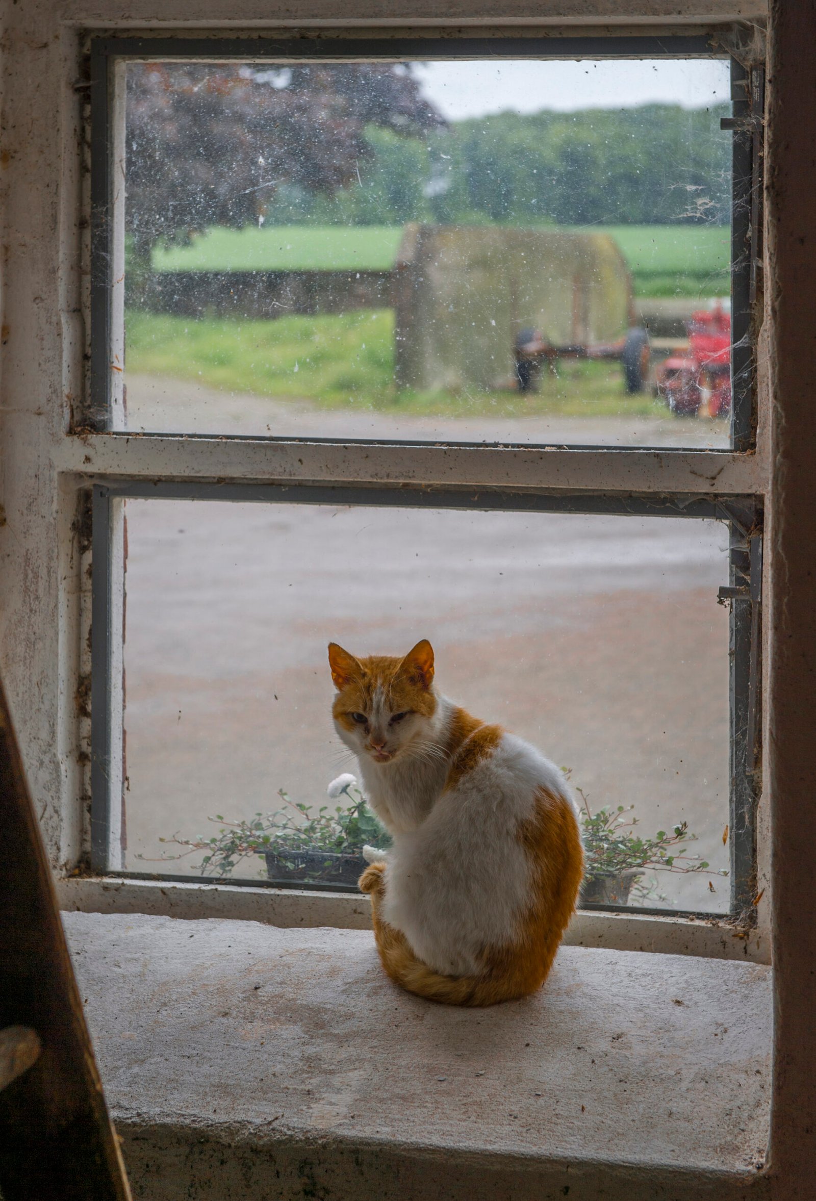 The Window Watcher (image credits: wikimedia)