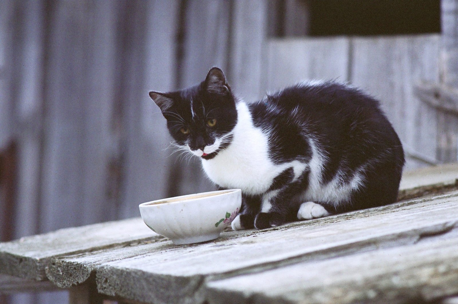 The Lap Lounger (image credits: wikimedia)