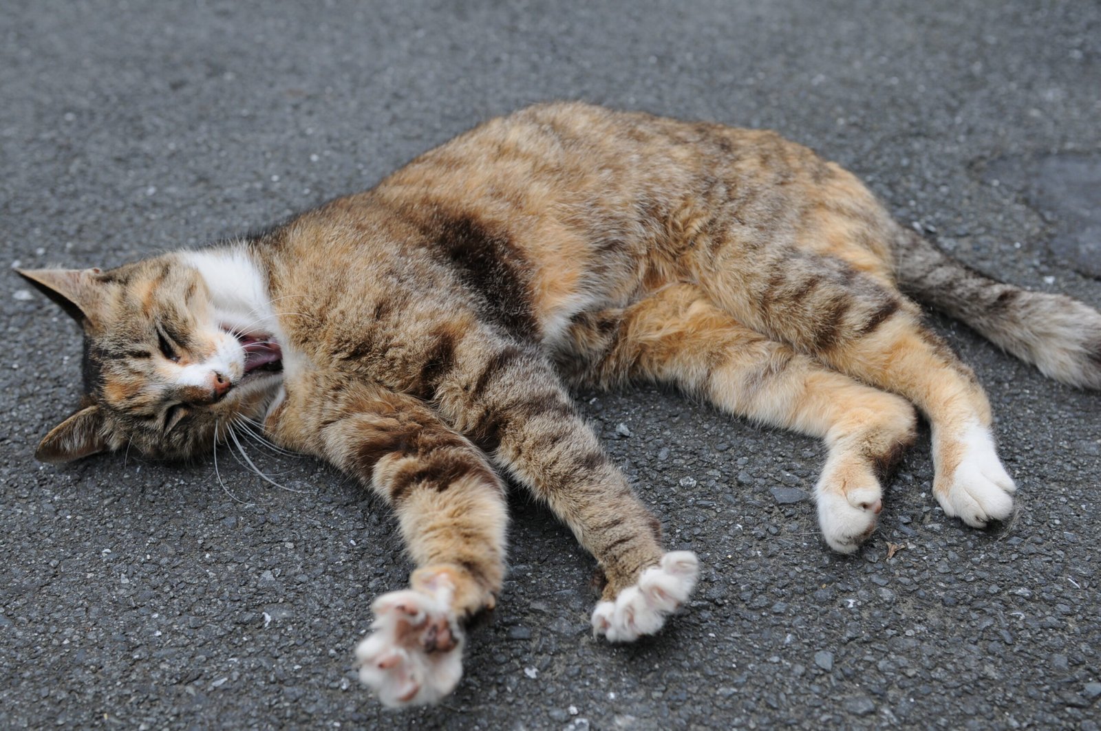 The Stretched Out (image credits: wikimedia)