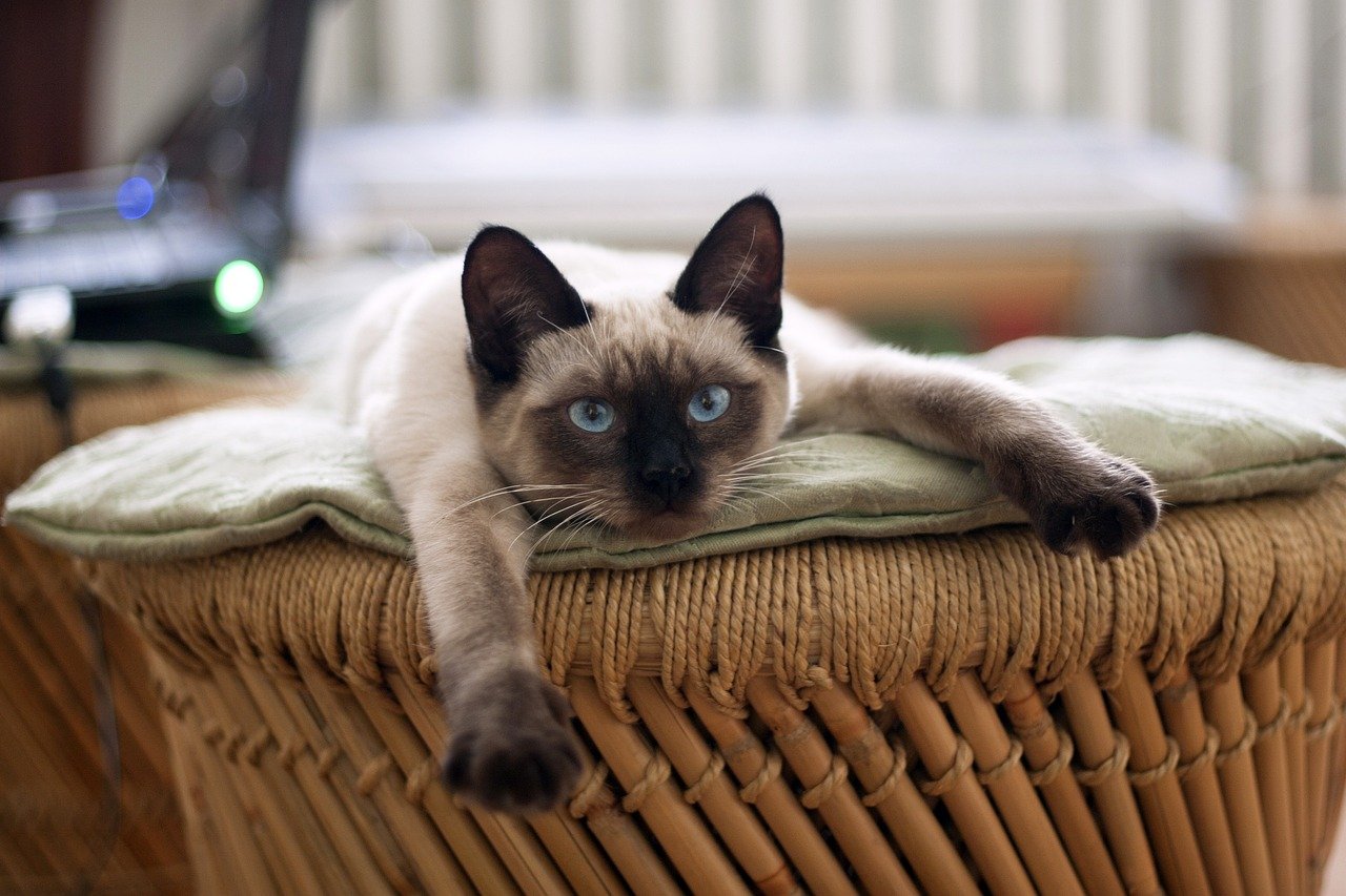 Siamese: The Talkative Gaze (image credits: pixabay)