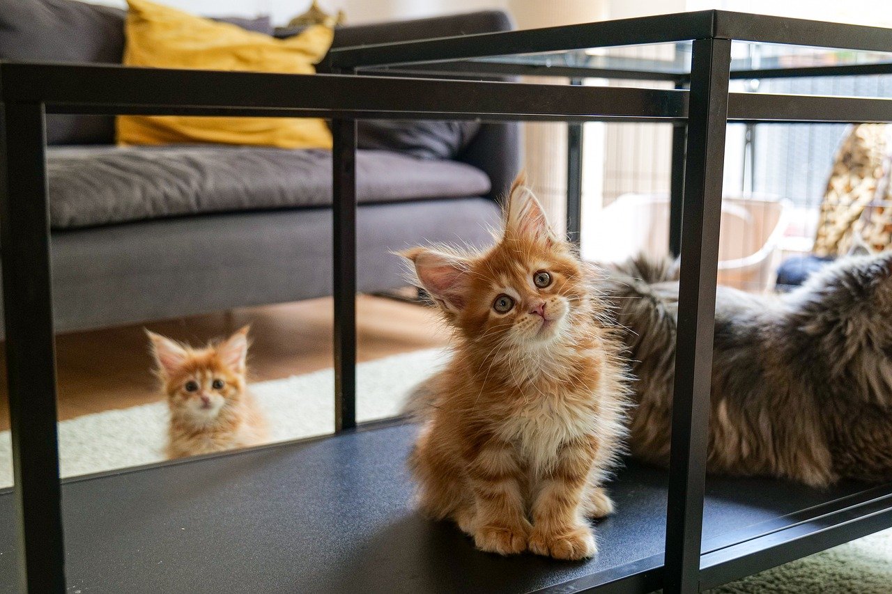 Maine Coon: The Gentle Giant's Stare (image credits: pixabay)