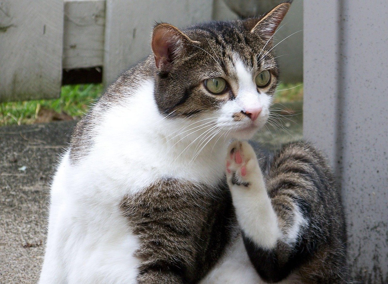 Providing Scratching Posts (image credits: pixabay)