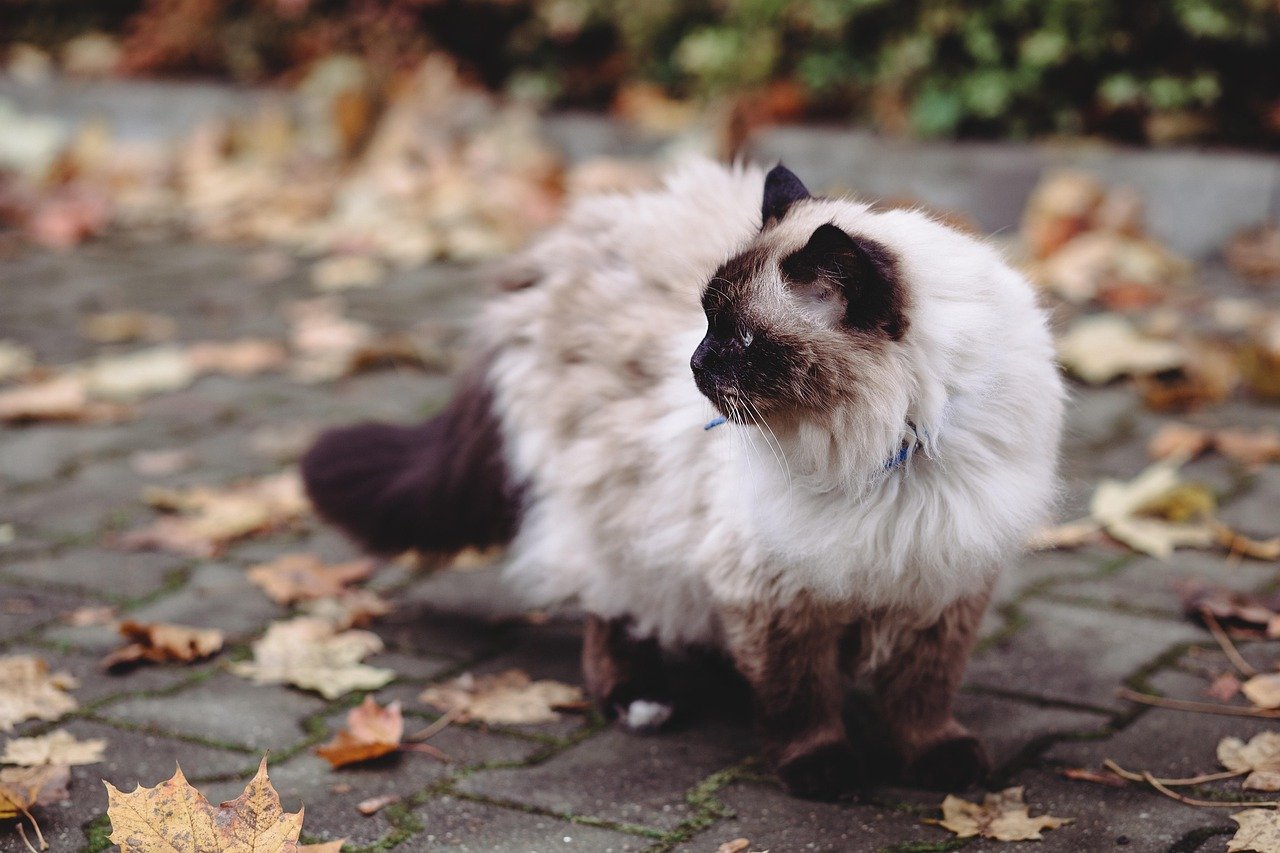 Birman (image credits: pixabay)