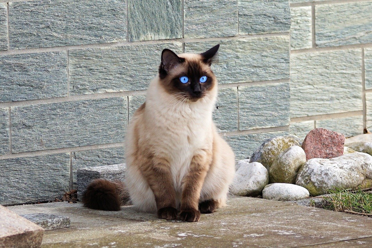 Siamese: The Talkative Companion (image credits: pixabay)