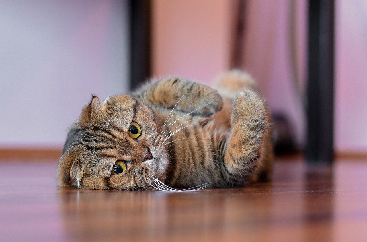 Scottish Fold: The Sweet-Tempered Companion (image credits: pixabay)