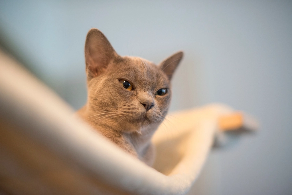 Abyssinian: The Energetic and Loyal Companion (image credits: rawpixel)