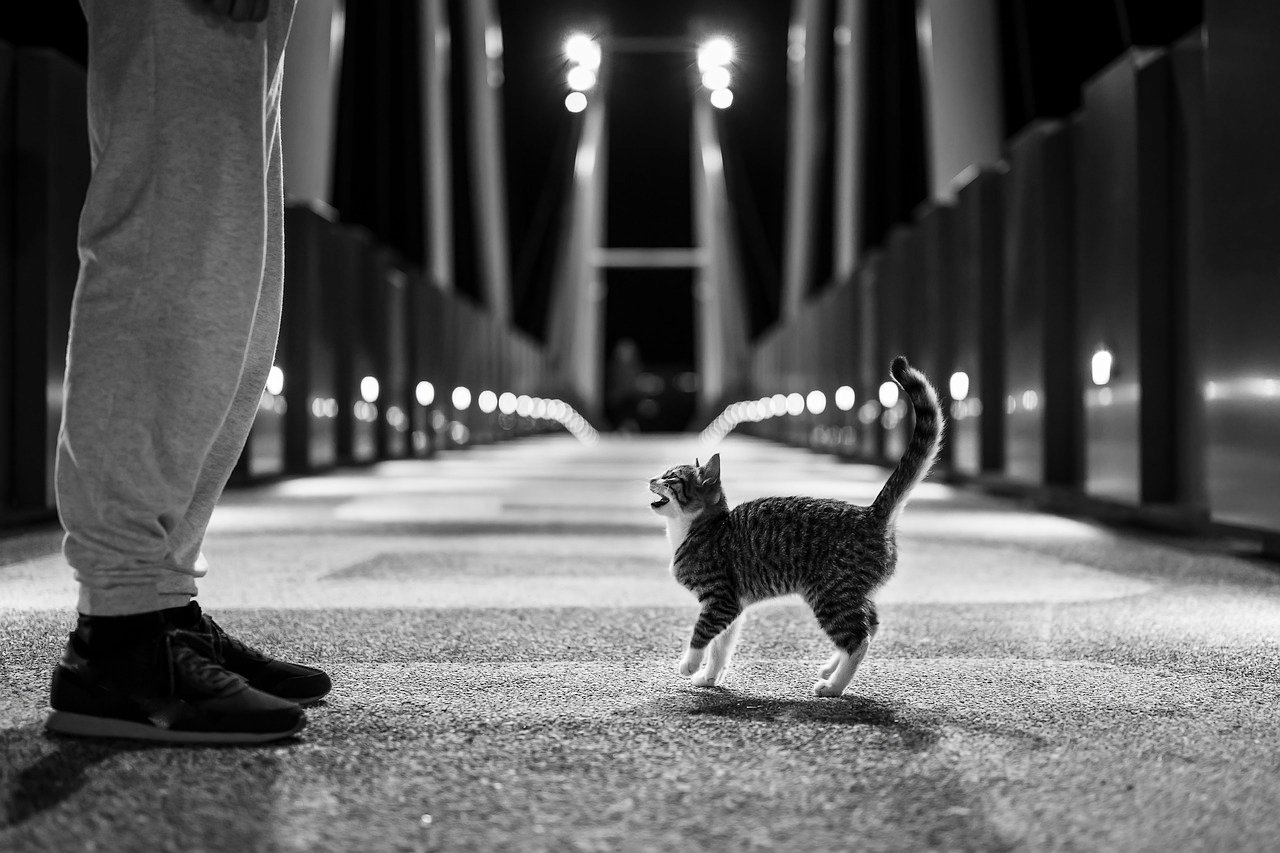 Disregarding Their Nocturnal Nature (image credits: pixabay)
